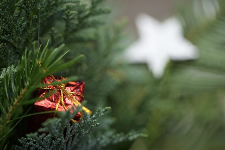 ‘Kerstboom eruit, bos erin’-actie in Moordrecht én Nieuwerkerk aan den IJssel